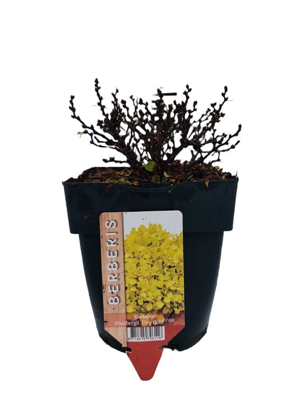 Berberis thunb. 'Tiny Gold' - C2